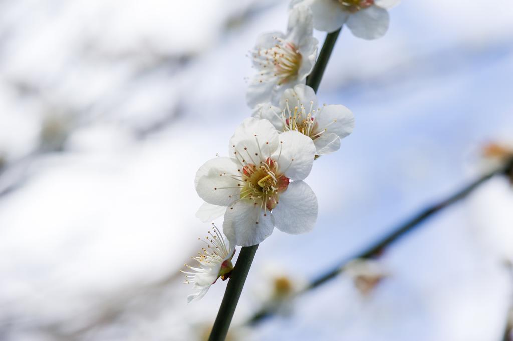 Yutouya Ryokan Тойоока Екстер'єр фото